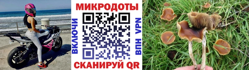 Галлюциногенные грибы Psilocybe Чаплыгин